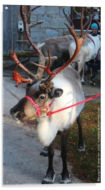 Reindeer Acrylic by Peter Orr