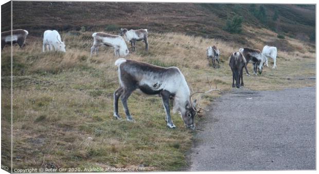 Free roaming reindeer herd Canvas Print by Peter Orr