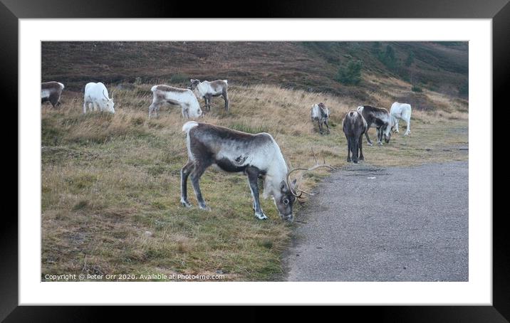 Free roaming reindeer herd Framed Mounted Print by Peter Orr