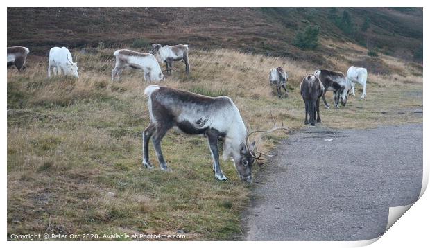 Free roaming reindeer herd Print by Peter Orr