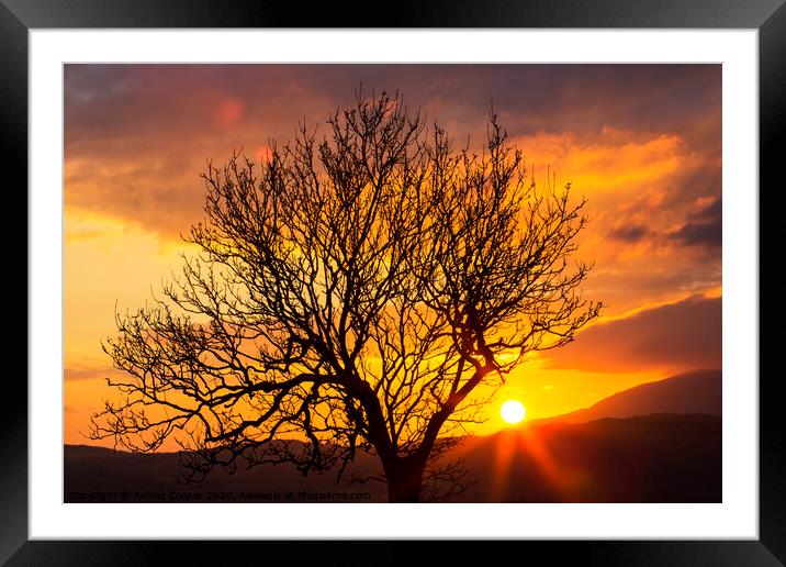 The tree. Framed Mounted Print by Ashley Cooper