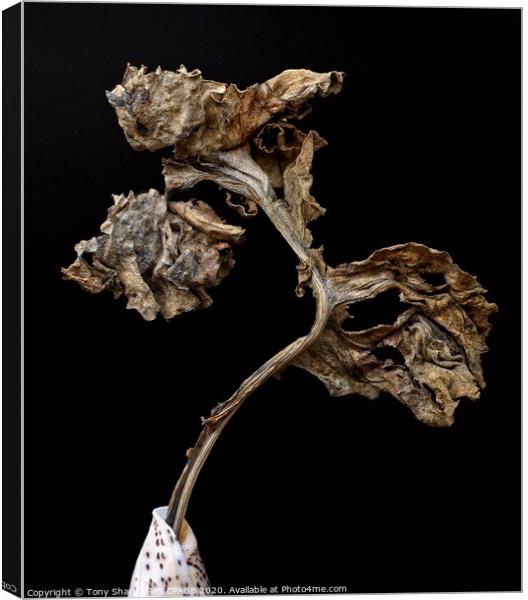 DRIED SEA KALE LEAF IN A CONE SEASHELL Canvas Print by Tony Sharp LRPS CPAGB