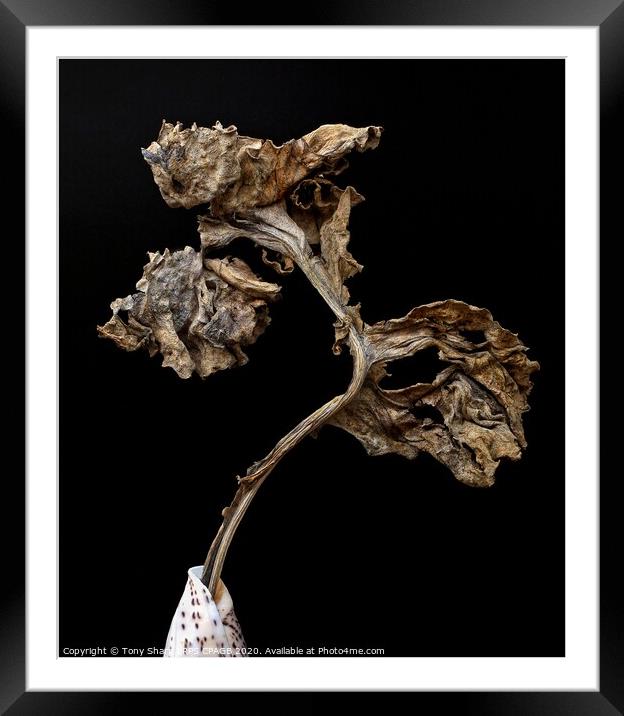 DRIED SEA KALE LEAF IN A CONE SEASHELL Framed Mounted Print by Tony Sharp LRPS CPAGB
