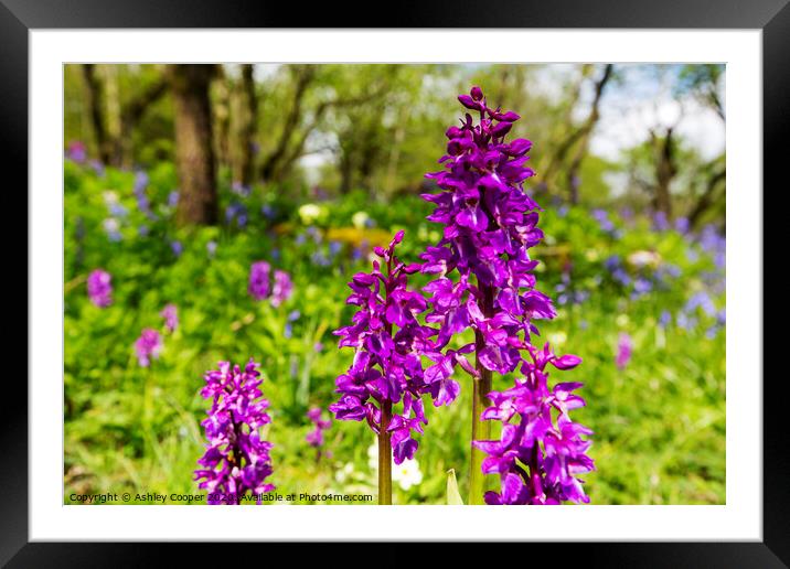 Orchid. Framed Mounted Print by Ashley Cooper