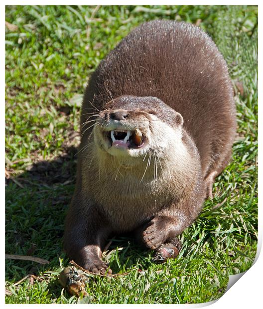 Oriental Short-Clawed Otter Print by Geoff Storey