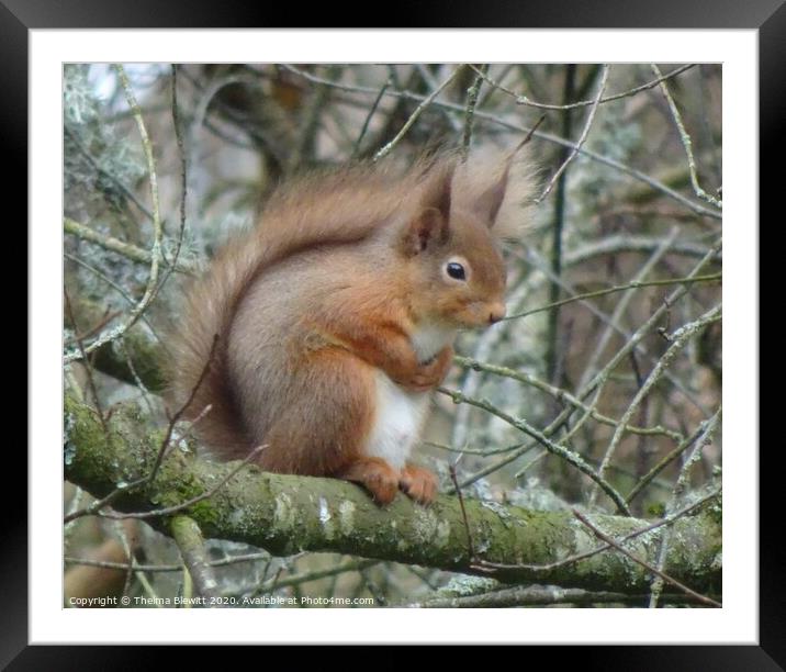 Red Squirrel in Wintertime Framed Mounted Print by Thelma Blewitt