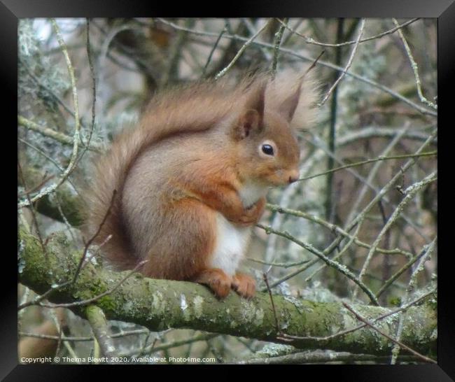 Red Squirrel in Wintertime Framed Print by Thelma Blewitt