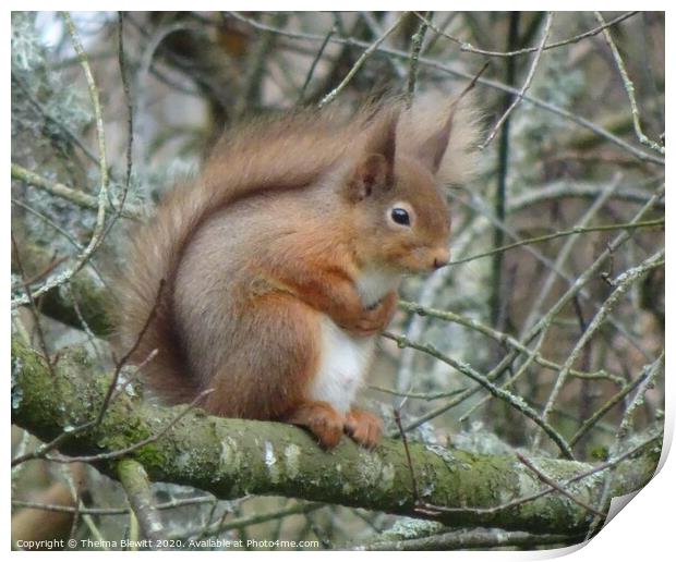 Red Squirrel in Wintertime Print by Thelma Blewitt