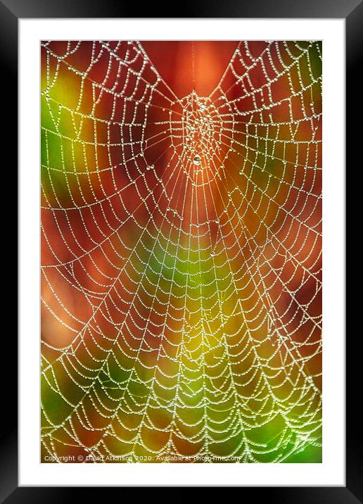 Spider web Framed Mounted Print by David Atkinson