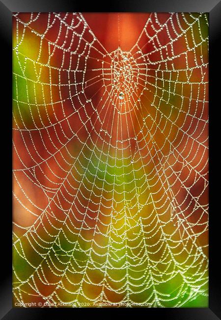 Spider web Framed Print by David Atkinson