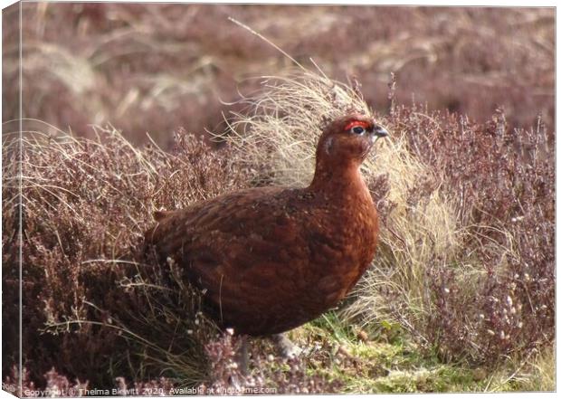 Red Grouse in Heather Canvas Print by Thelma Blewitt