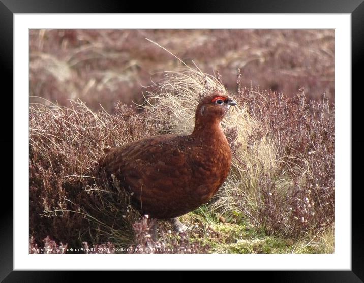 Red Grouse in Heather Framed Mounted Print by Thelma Blewitt