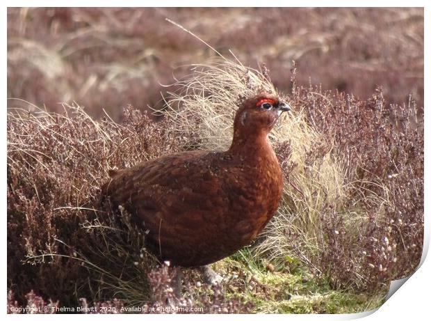 Red Grouse in Heather Print by Thelma Blewitt