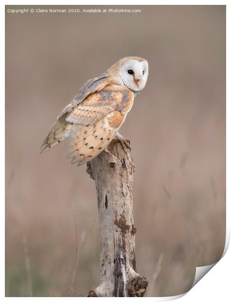 BARN OWL Print by Claire Norman