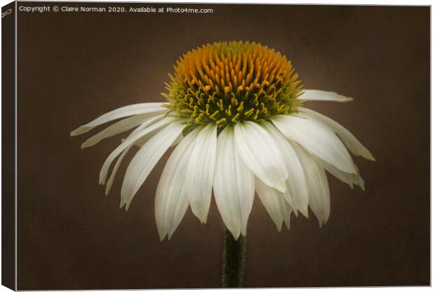 Echinacea cone flower Canvas Print by Claire Norman