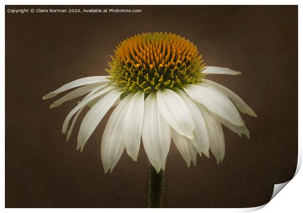 Echinacea cone flower Print by Claire Norman