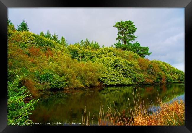 Woodburn Forest Framed Print by Cecil Owens