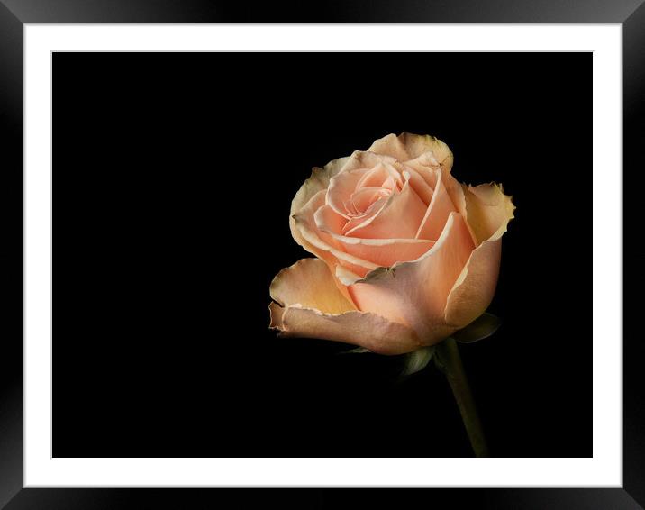A Rose Framed Mounted Print by Kia lydia