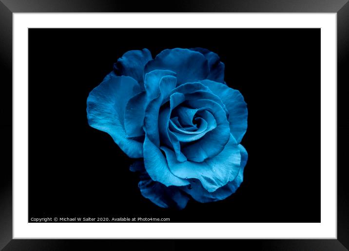 Blue Rose Framed Mounted Print by Michael W Salter