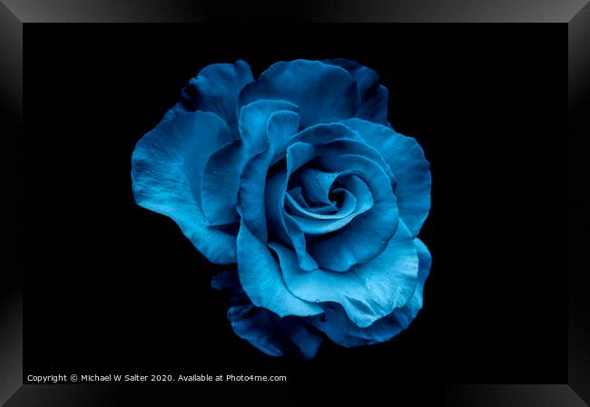 Blue Rose Framed Print by Michael W Salter