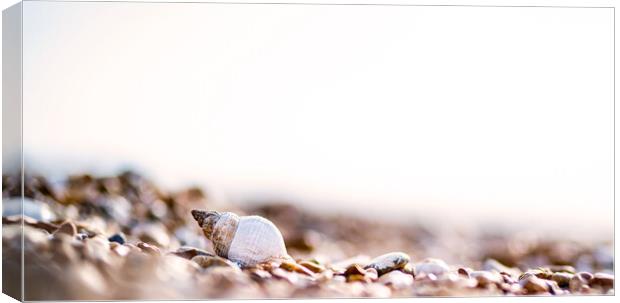 Shells on the beach Canvas Print by Kia lydia