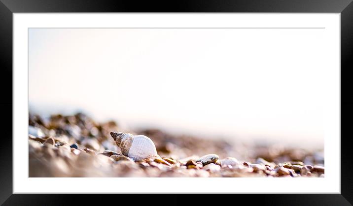 Shells on the beach Framed Mounted Print by Kia lydia