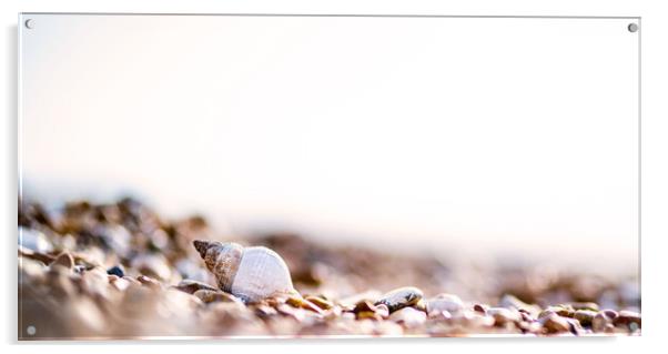 Shells on the beach Acrylic by Kia lydia