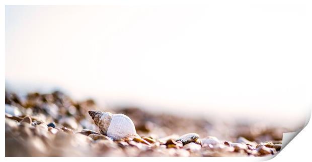 Shells on the beach Print by Kia lydia