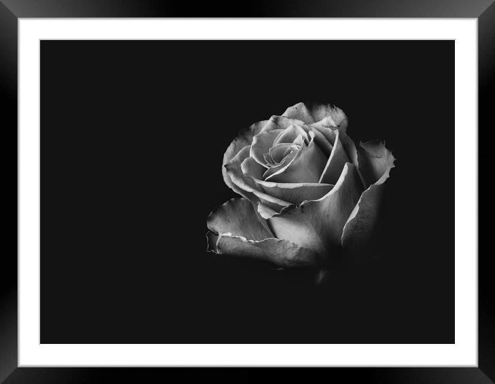 Black and White Rose Framed Mounted Print by Kia lydia