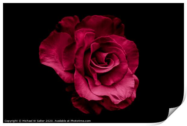 Red Rose Print by Michael W Salter