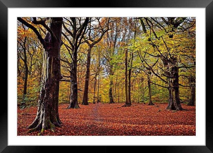 Ecclesall Woods Framed Mounted Print by Darren Galpin