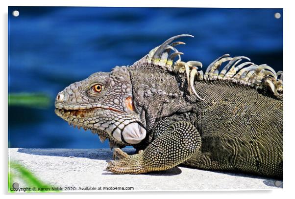 Iguana in St Maarten  Acrylic by Karen Noble