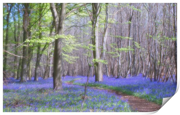 Bluebells in Kings Wood Print by Eileen Wilkinson ARPS EFIAP
