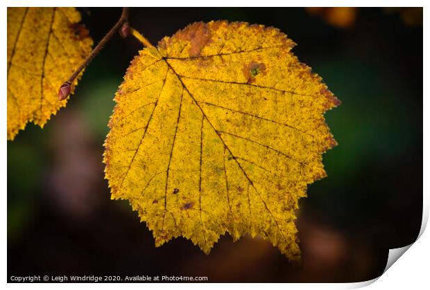 Autumn Leaves Print by Leigh Windridge