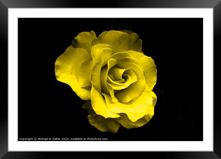 Yellow Rose Framed Mounted Print by Michael W Salter