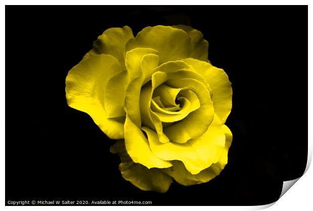 Yellow Rose Print by Michael W Salter