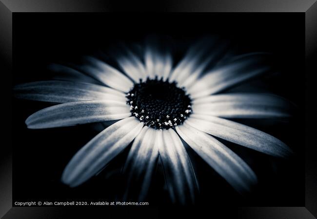 In Full Bloom Framed Print by Alan Campbell
