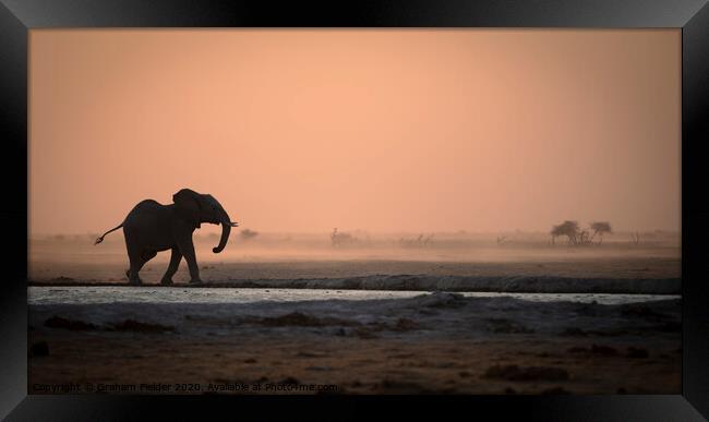 Elephant in the dust Framed Print by Graham Fielder