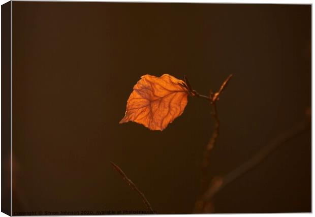 sunlit leaf Canvas Print by Simon Johnson