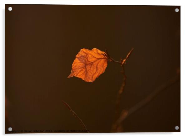 sunlit leaf Acrylic by Simon Johnson
