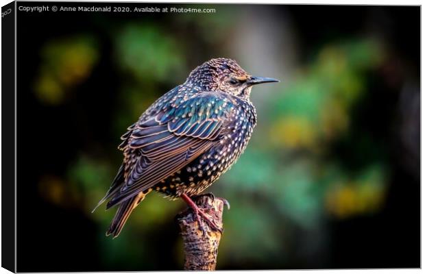 Colourful European Starling On A Branch Canvas Print by Anne Macdonald