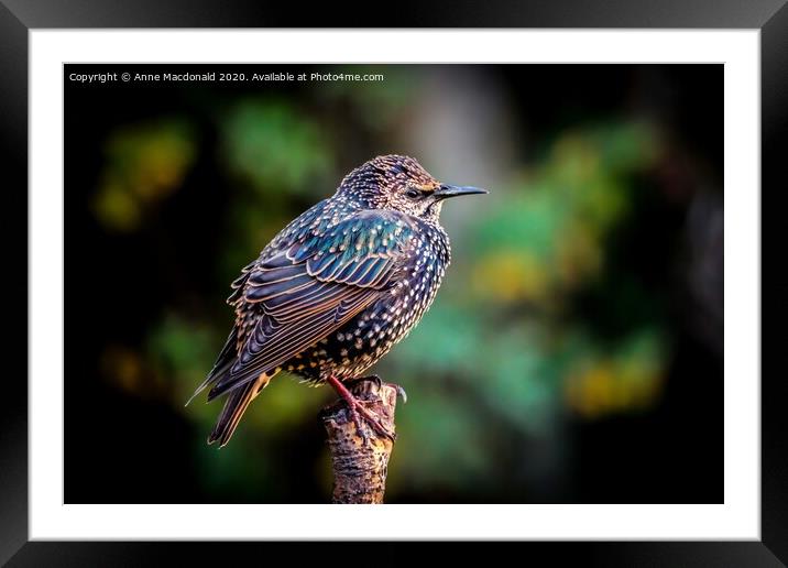 Colourful European Starling On A Branch Framed Mounted Print by Anne Macdonald