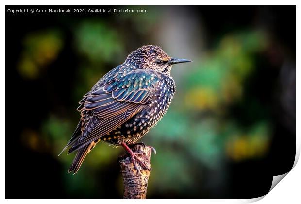 Colourful European Starling On A Branch Print by Anne Macdonald