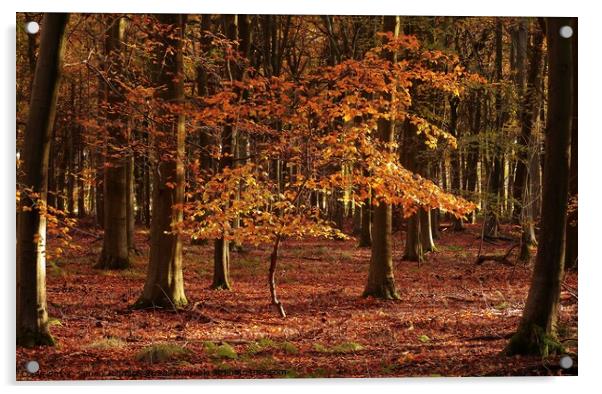 Auitumn beech tree Acrylic by Simon Johnson