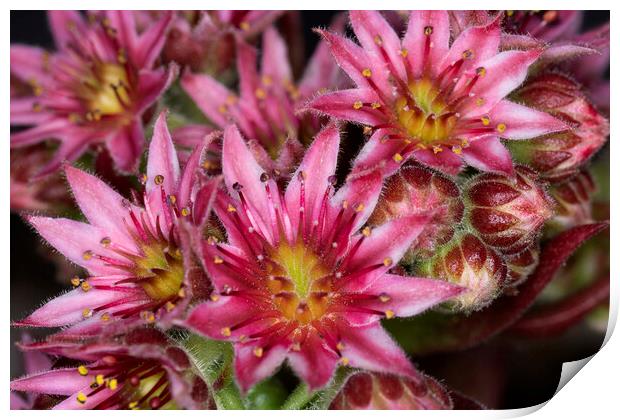 Sempervivum 1 Print by Steve Purnell