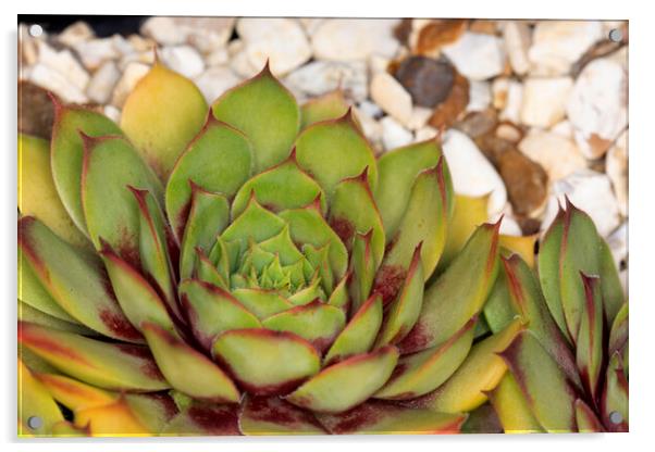 Sempervivum 2 Acrylic by Steve Purnell