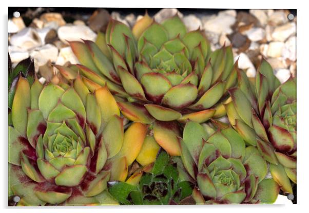 Sempervivum 6 Acrylic by Steve Purnell