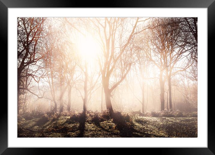 Morning Woodlands Framed Mounted Print by Kia lydia