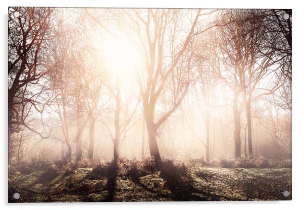 Morning Woodlands Acrylic by Kia lydia
