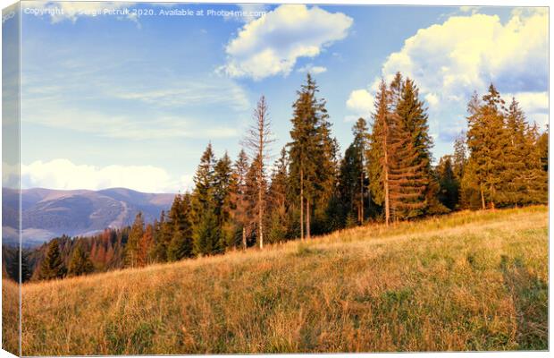 Tall pines rush to the sky on the slopes of the Carpathian hills. Canvas Print by Sergii Petruk